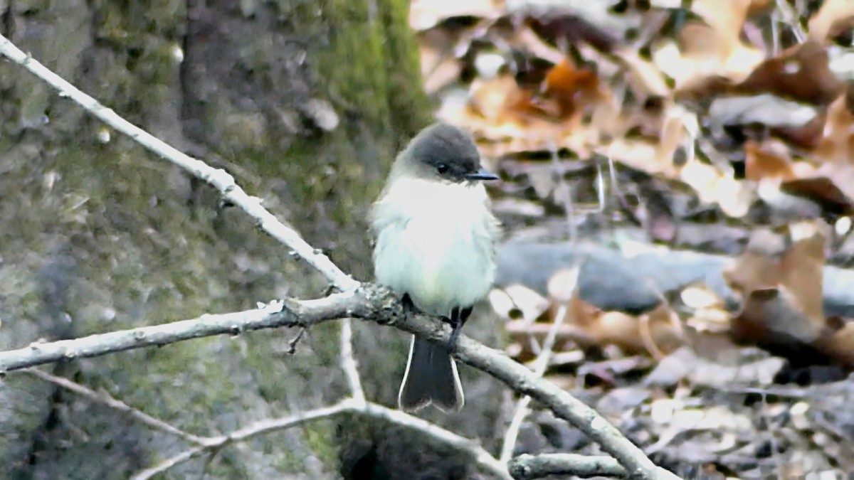 Eastern Phoebe - ML646425422