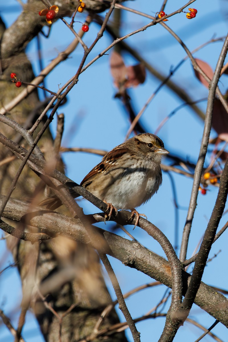 White-throated Sparrow - ML646425423