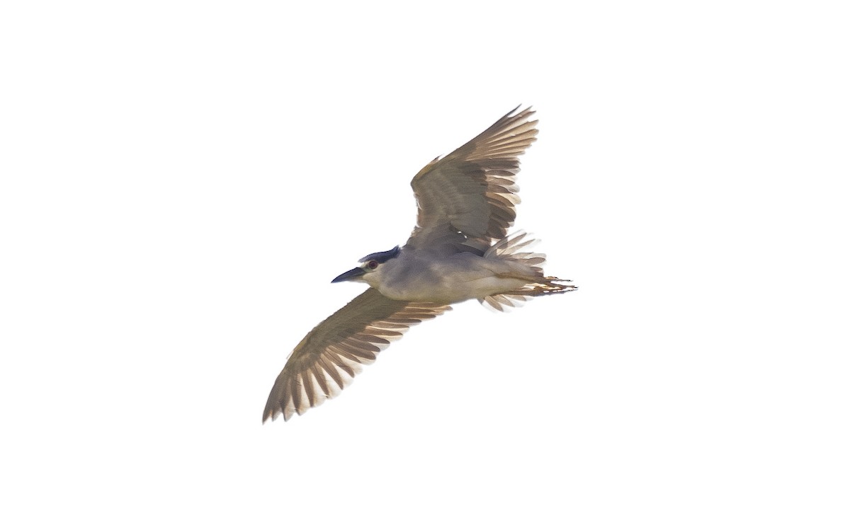 Black-crowned Night Heron - ML646425428