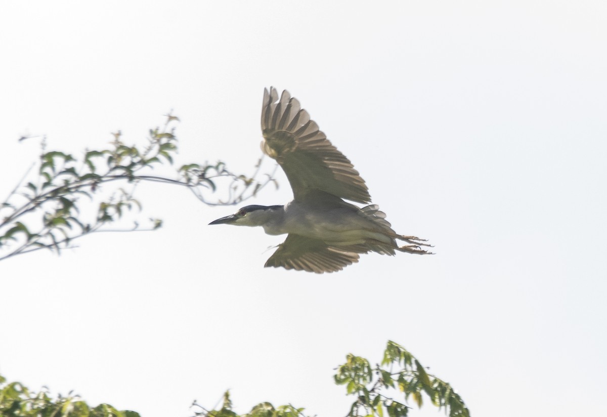 Black-crowned Night Heron - ML646425429
