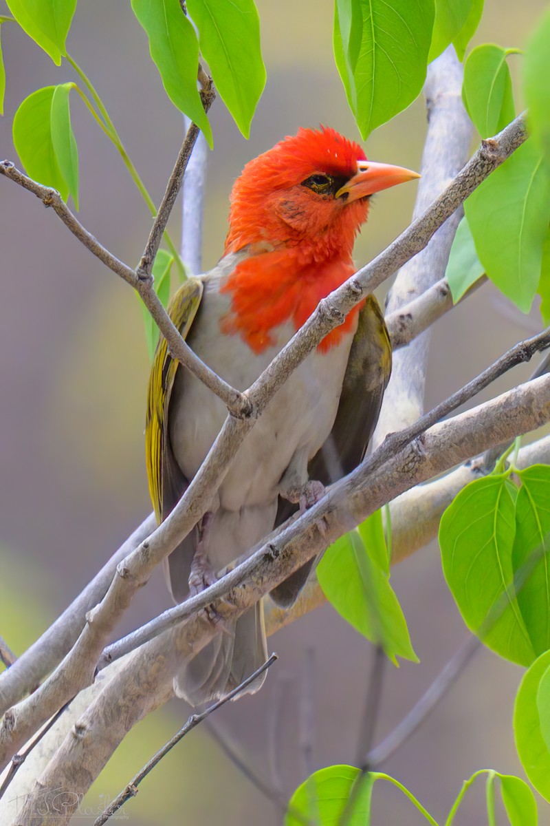 Scharlachweber (rubriceps) - ML646425431