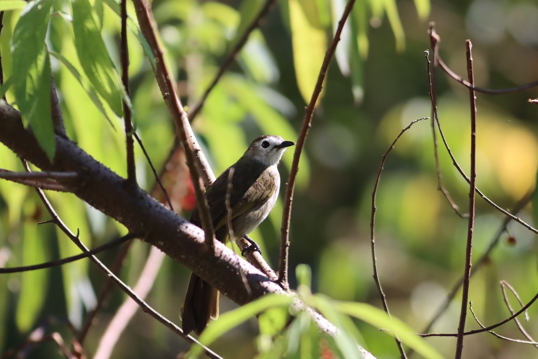 Pale-faced Bulbul - ML646425433