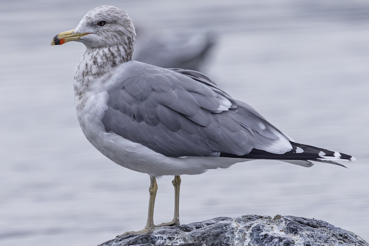 California Gull - ML646425434
