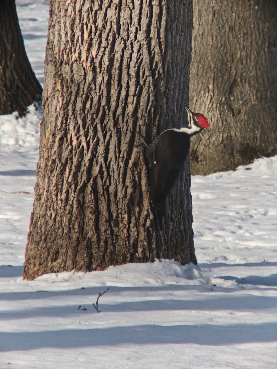 Жовна північна - ML646425435
