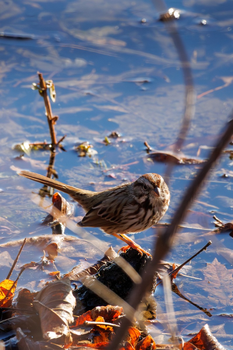 Song Sparrow - ML646425436