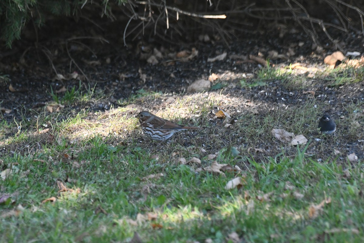 Fuchsammer - ML646425438