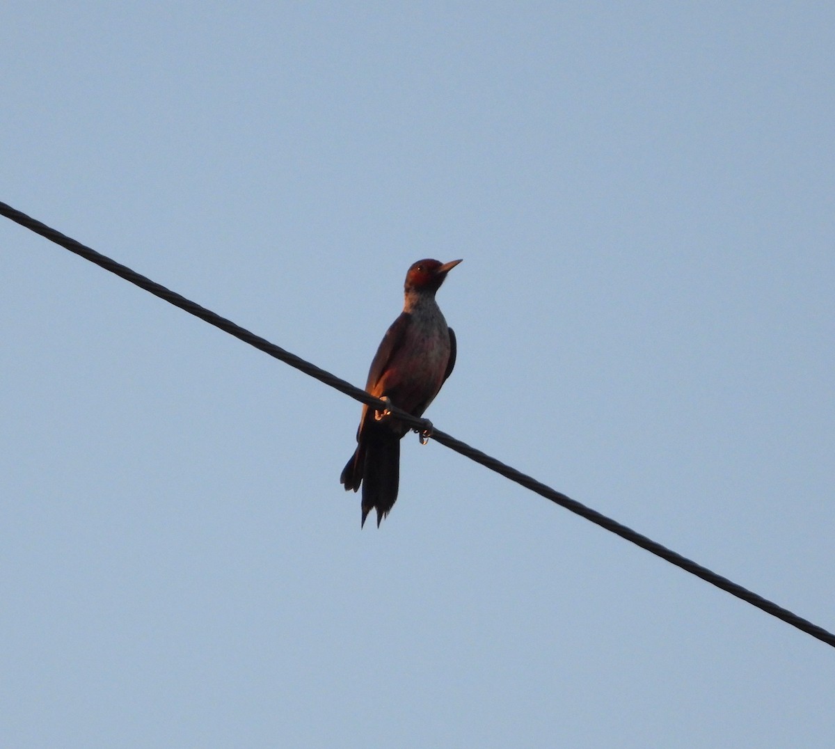 Blutgesichtspecht - ML646425439