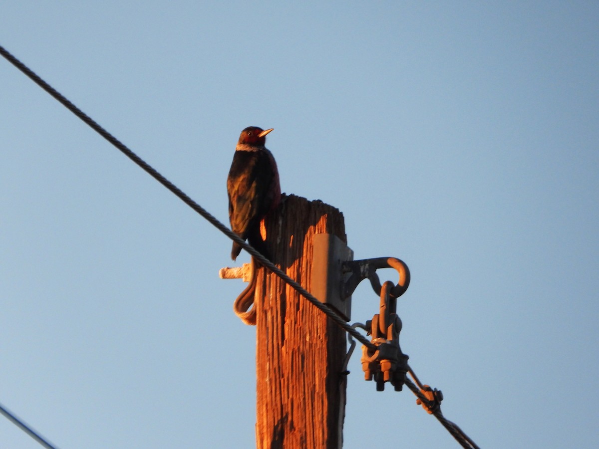 Blutgesichtspecht - ML646425441