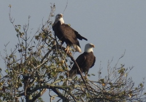 Bald Eagle - ML646425442