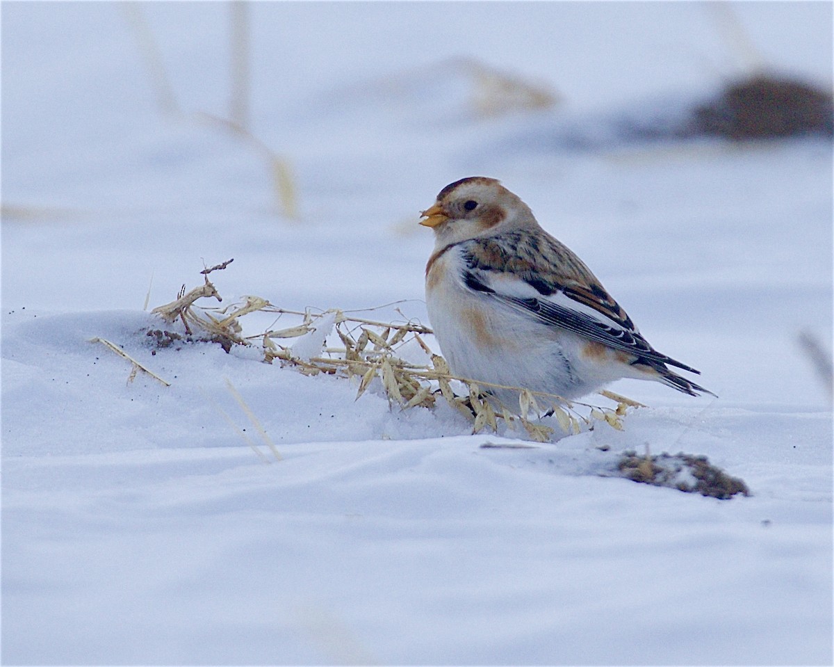 Snow Bunting - ML646425443