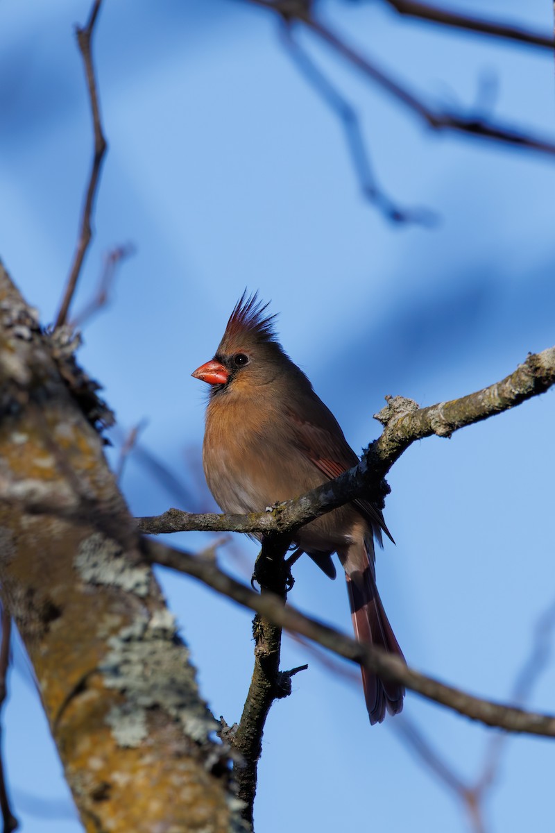 Northern Cardinal - ML646425444