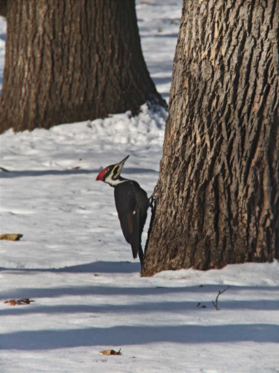 Жовна північна - ML646425445