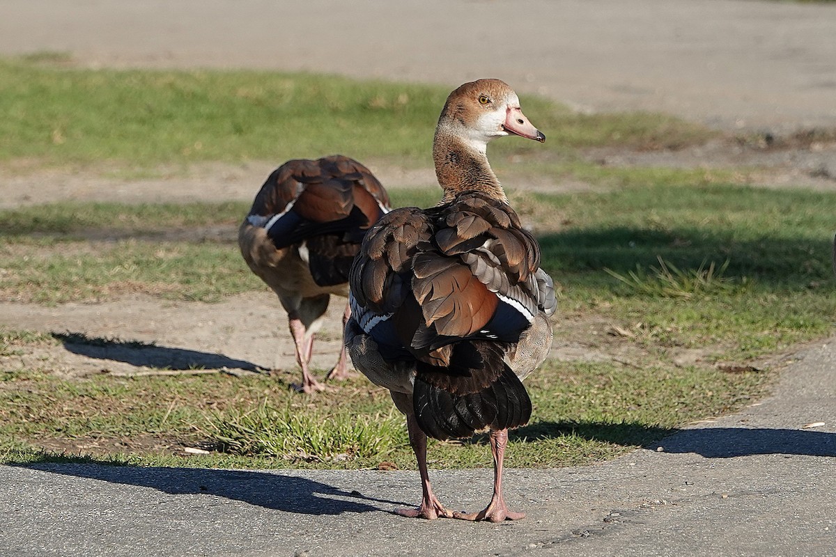 Egyptian Goose - ML646425446