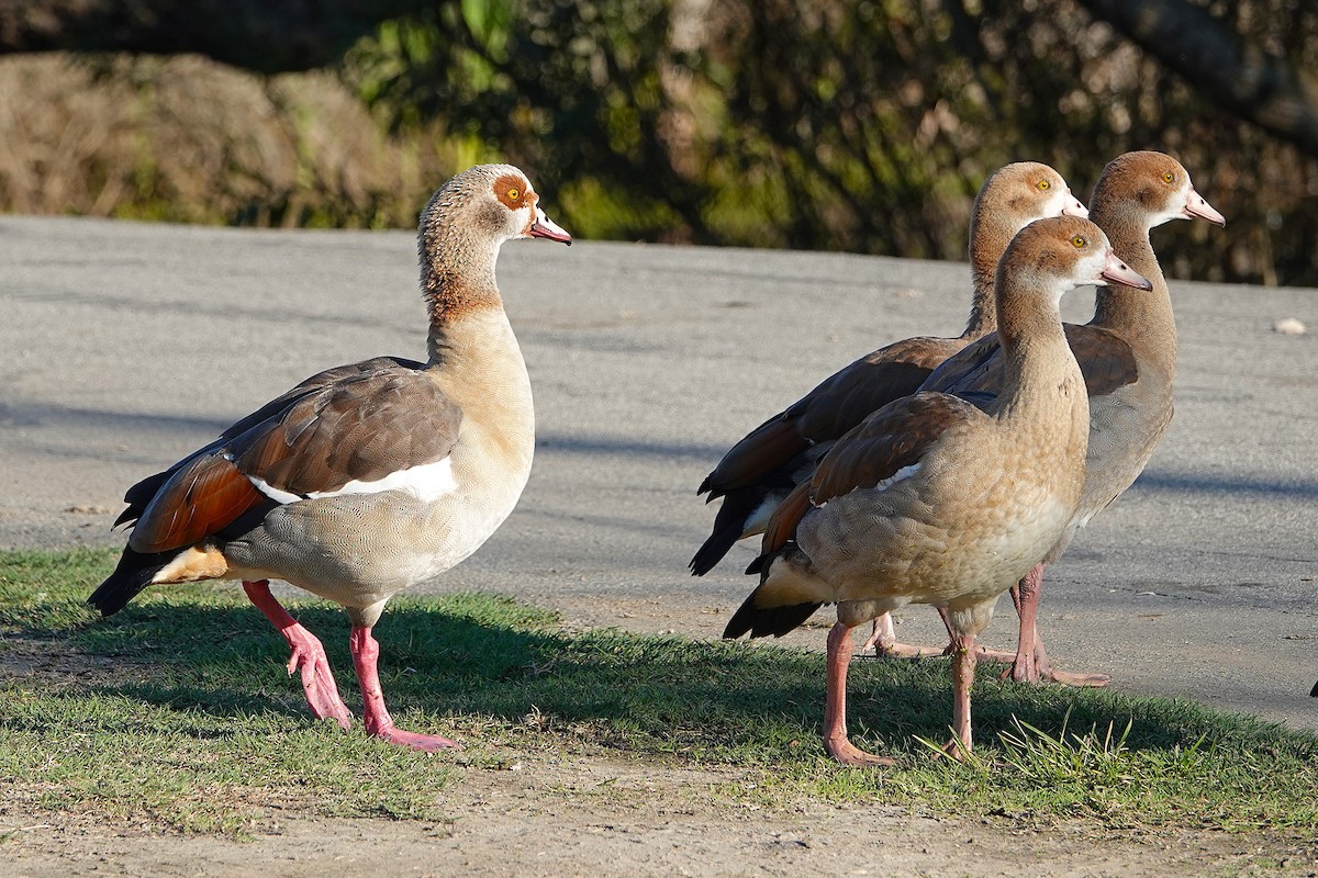 Egyptian Goose - ML646425447