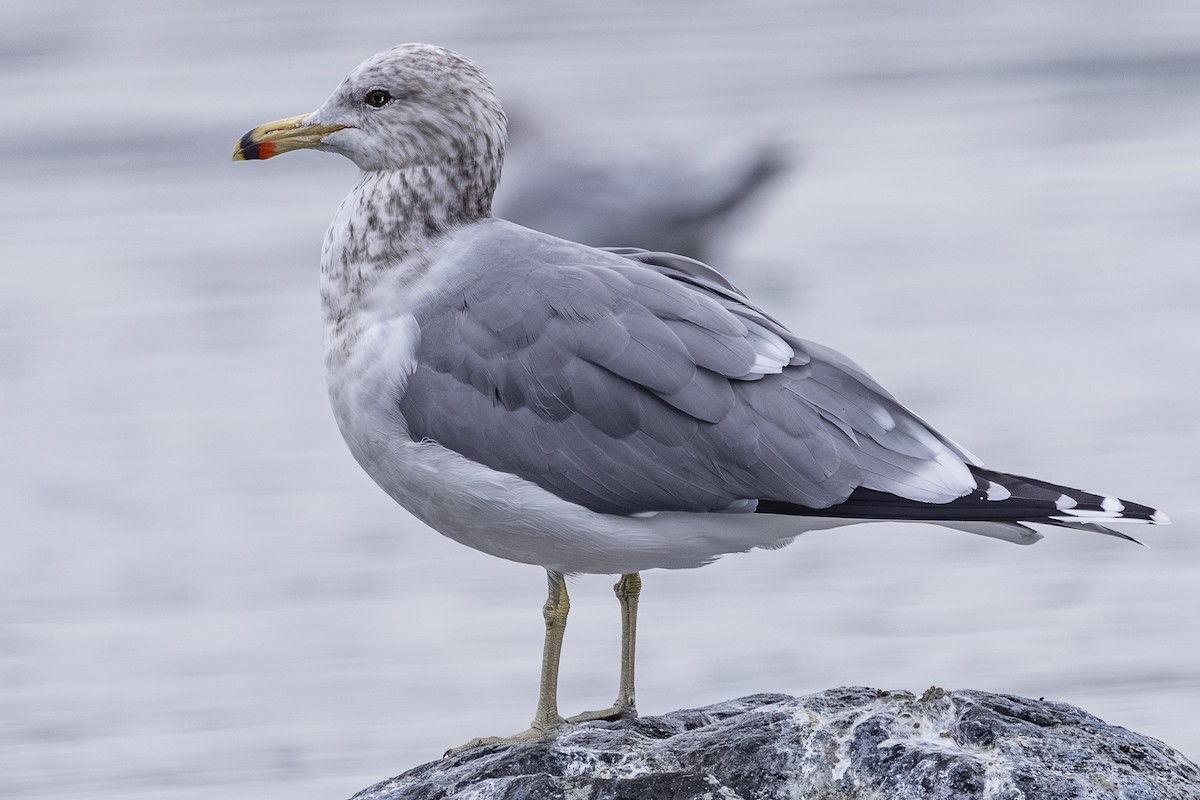 California Gull - ML646425449