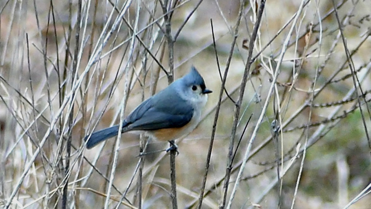 Tufted Titmouse - ML646425450