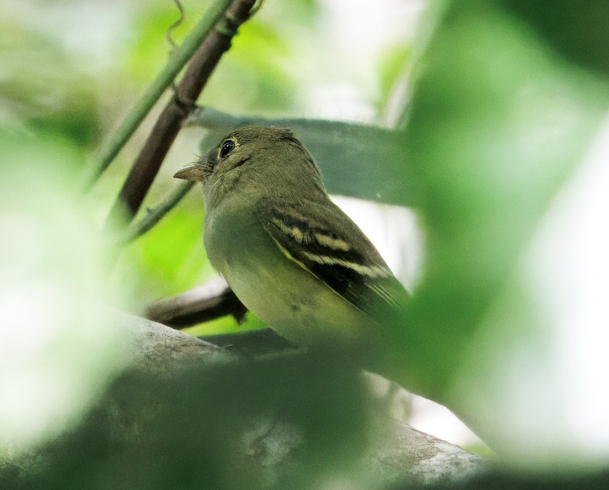 Birkenschnäppertyrann - ML646425454