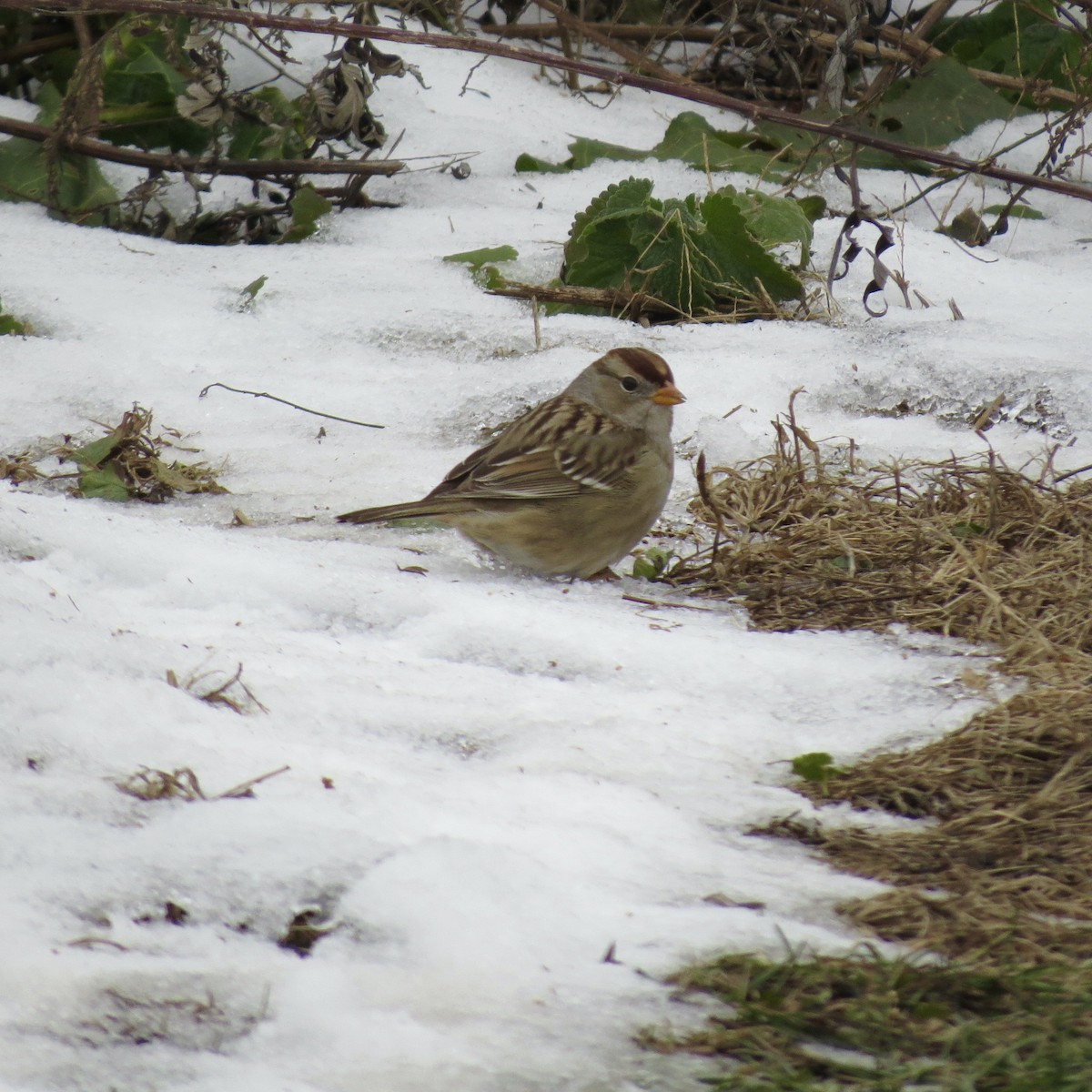 Dachsammer - ML646425455