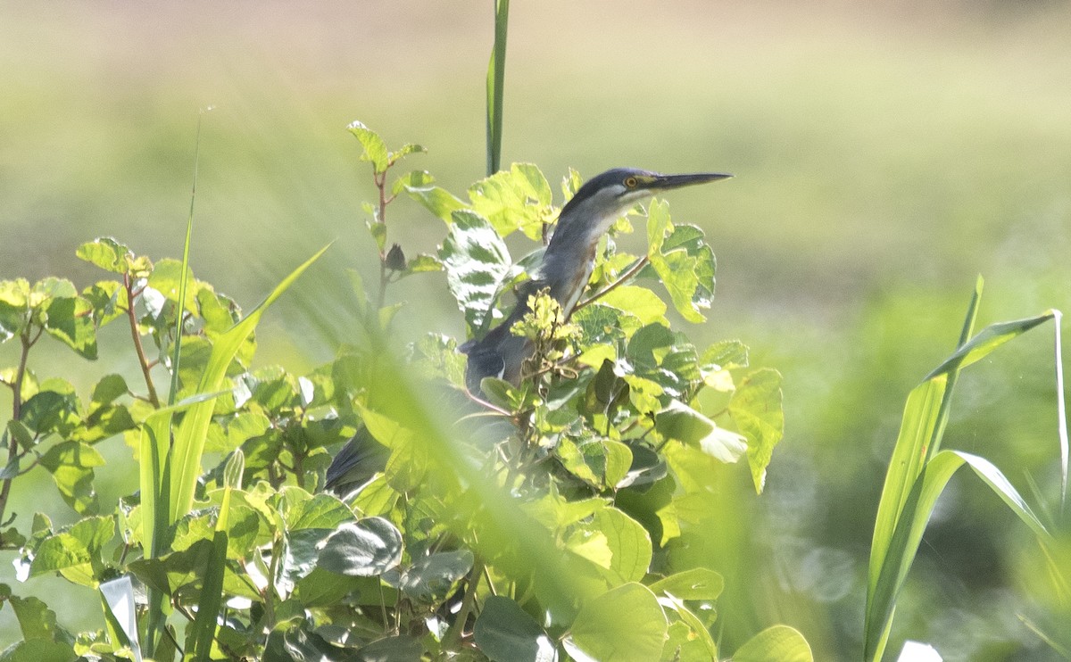 Striated Heron - ML646425456