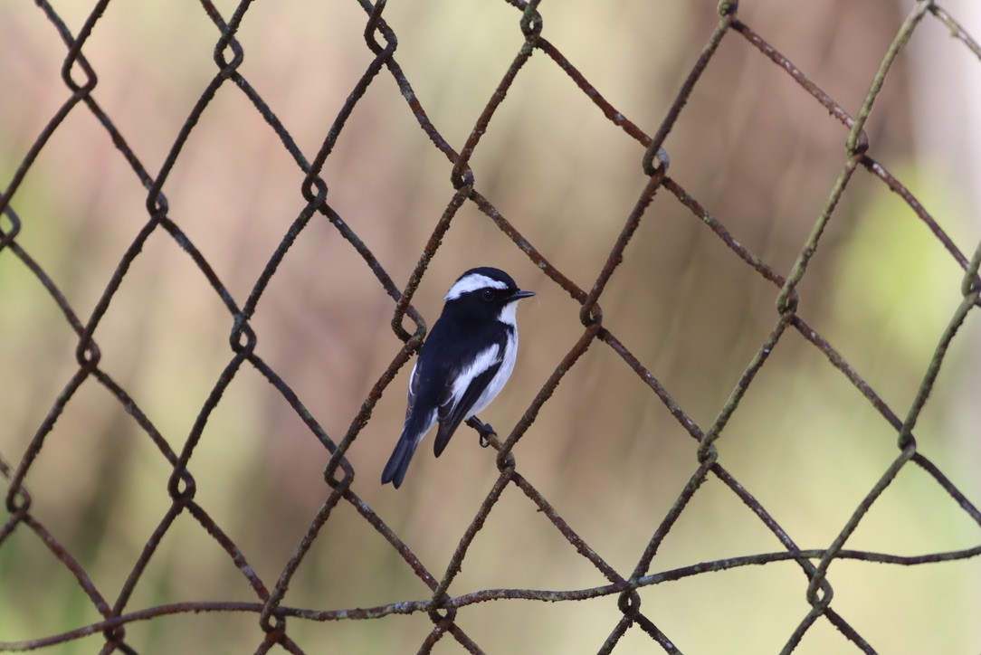 Elsterschnäpper - ML646425457