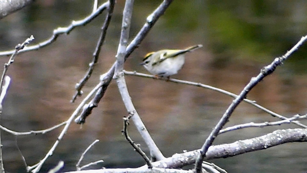 Indianergoldhähnchen - ML646425458