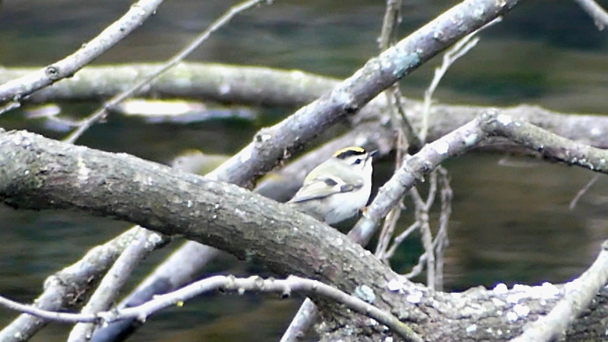 Indianergoldhähnchen - ML646425459