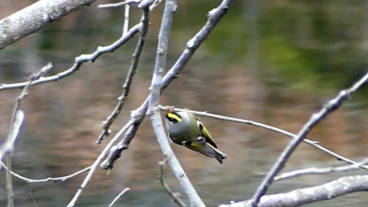 Indianergoldhähnchen - ML646425460