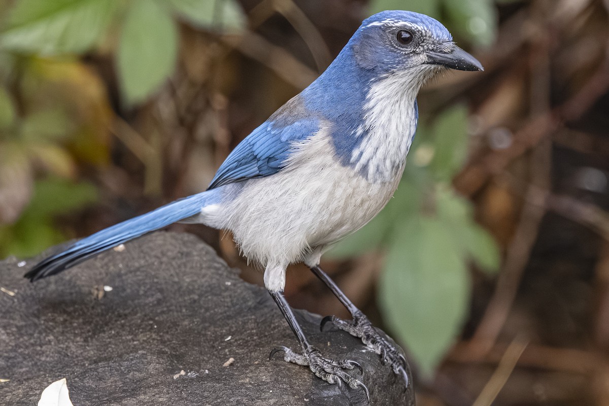 California Scrub-Jay - ML646425462