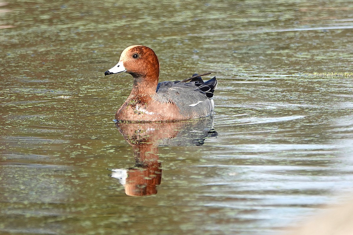 Pfeifente - ML646425463