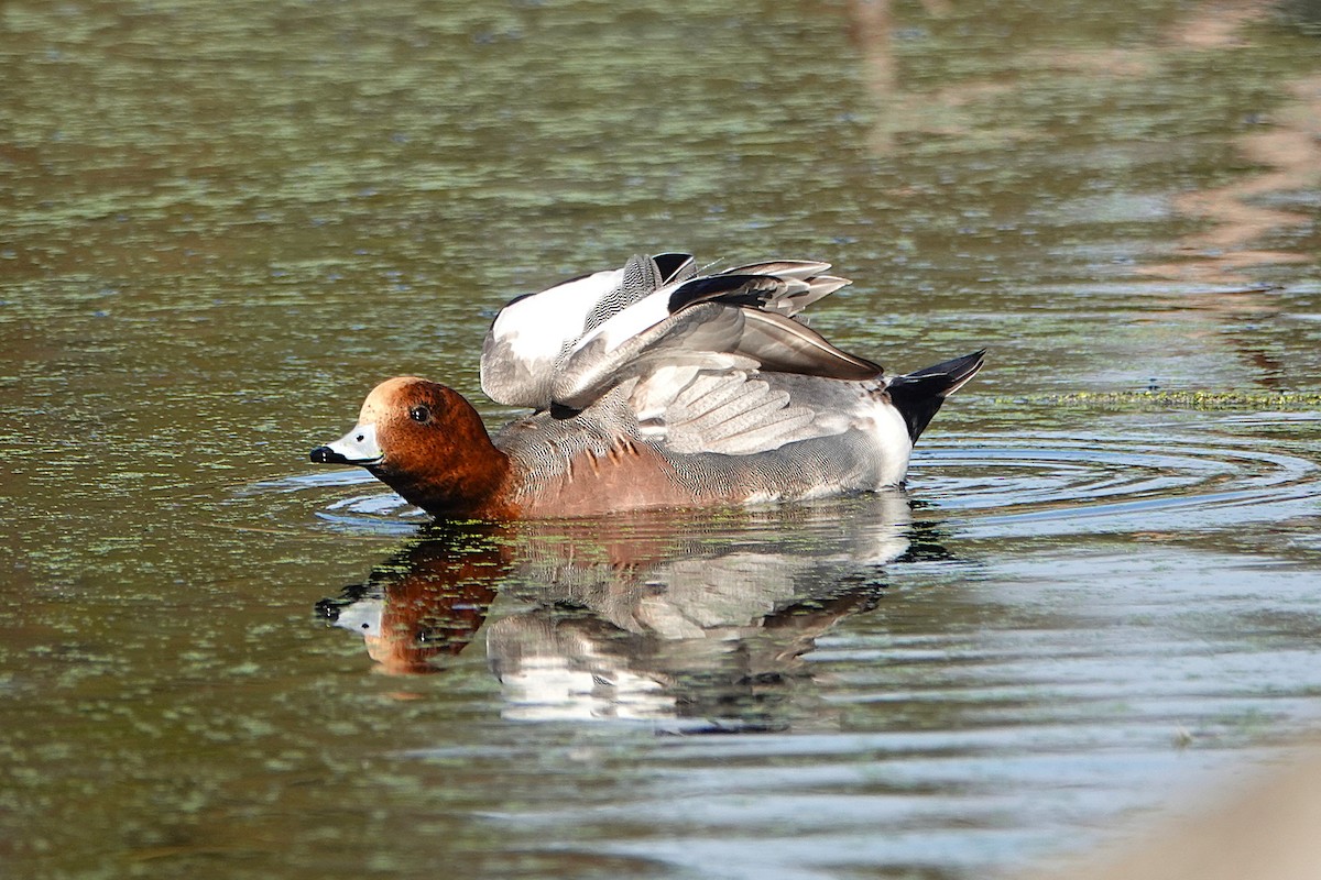 Pfeifente - ML646425464