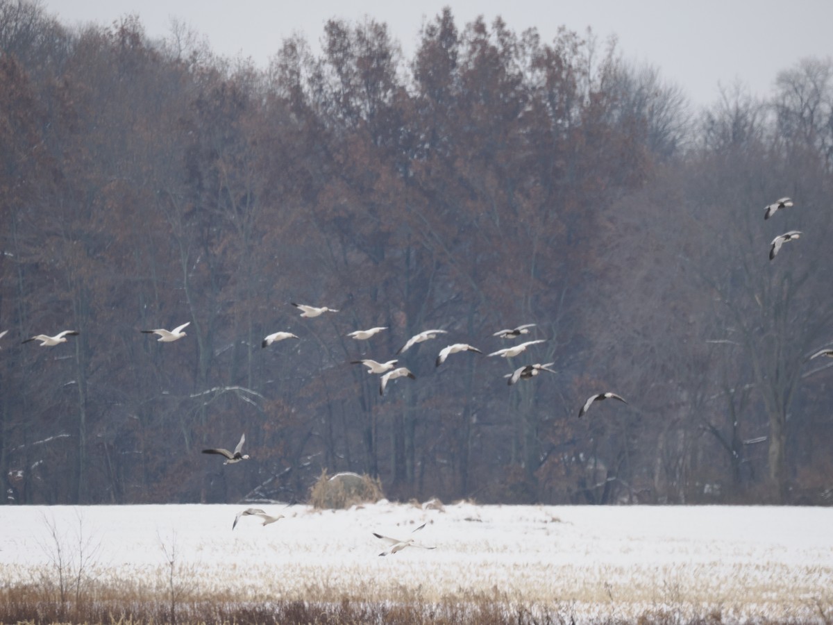 Snow Goose - ML646425465