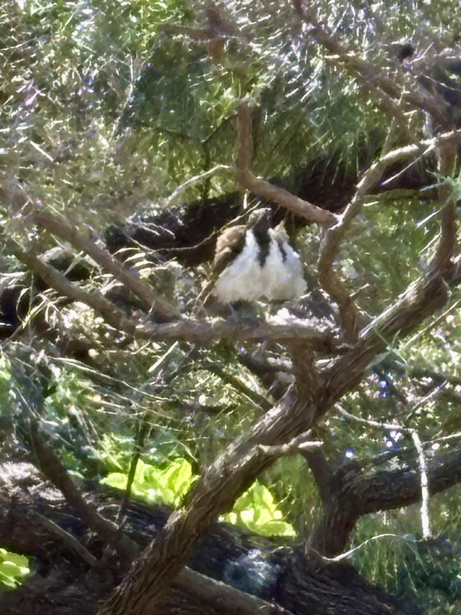 Blauohr-Honigfresser - ML646425466