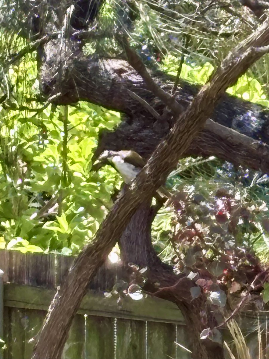 Blauohr-Honigfresser - ML646425467