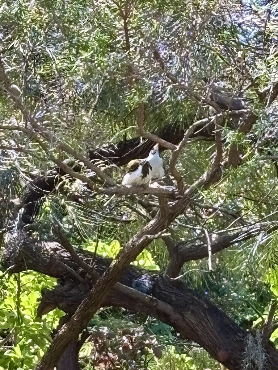 Blue-faced Honeyeater - ML646425468