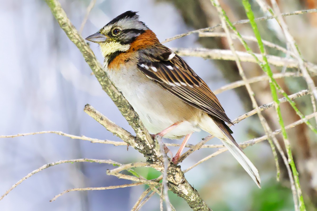 Morgenammer - ML646425469