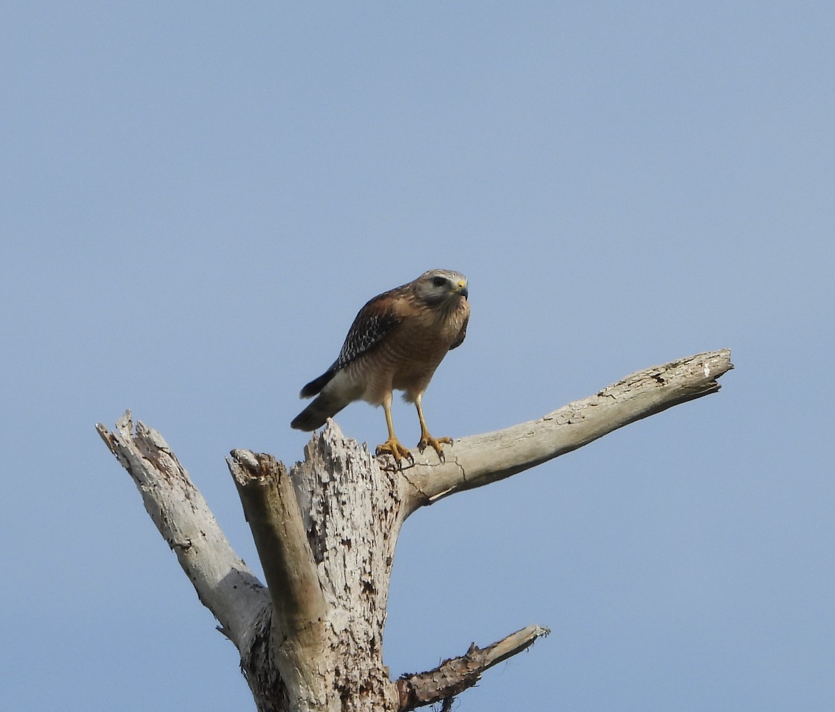 Rotschulterbussard - ML646425470