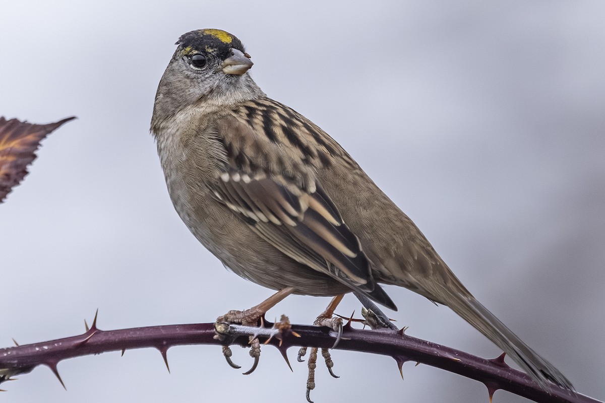 Golden-crowned Sparrow - ML646425471