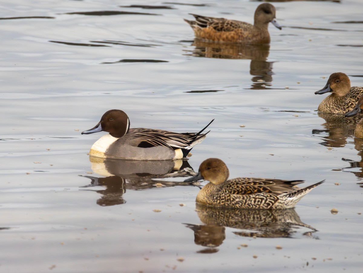 Spießente - ML646425472