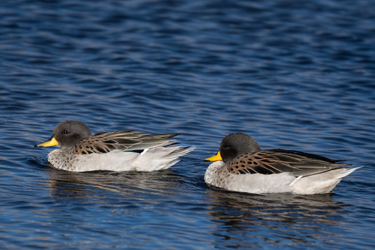 čírka kropenatá (ssp. oxyptera) - ML646425473