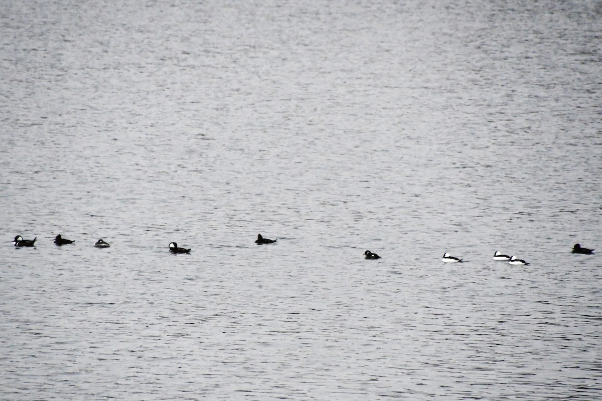 Büffelkopfente - ML646425474