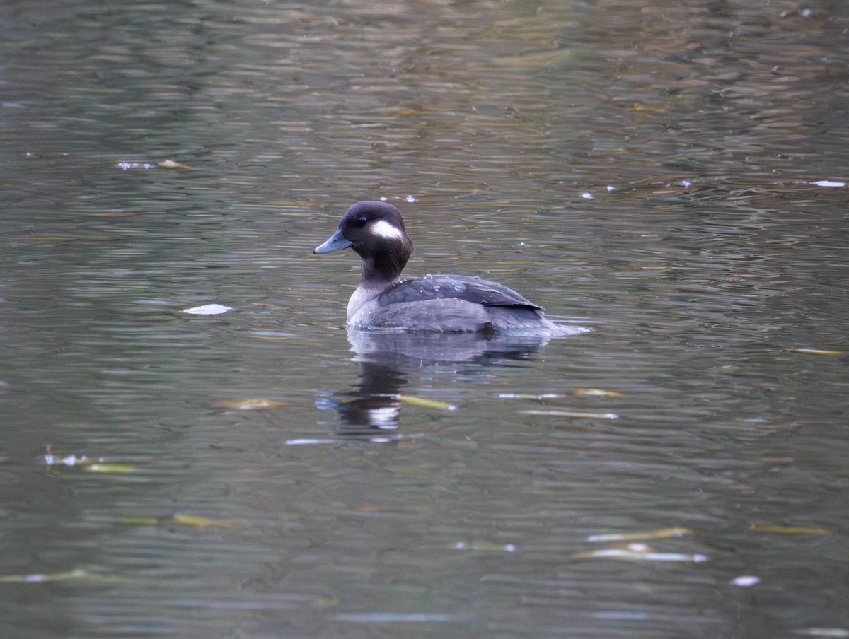 Büffelkopfente - ML646425475