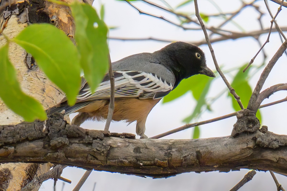 sýkora rehkovitá (ssp. rufiventris/masukuensis) - ML646425476