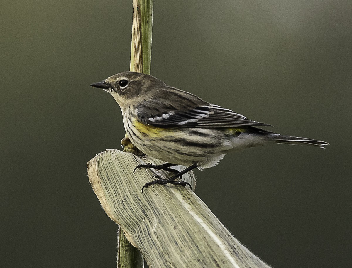 Kronenwaldsänger (coronata) - ML646425477