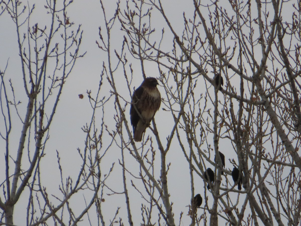 Rotschwanzbussard - ML646425478