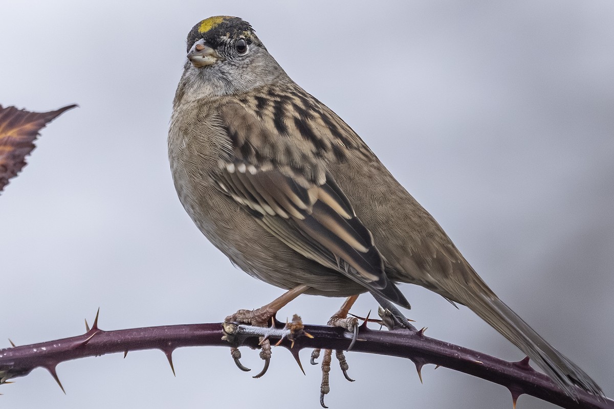 Golden-crowned Sparrow - ML646425479