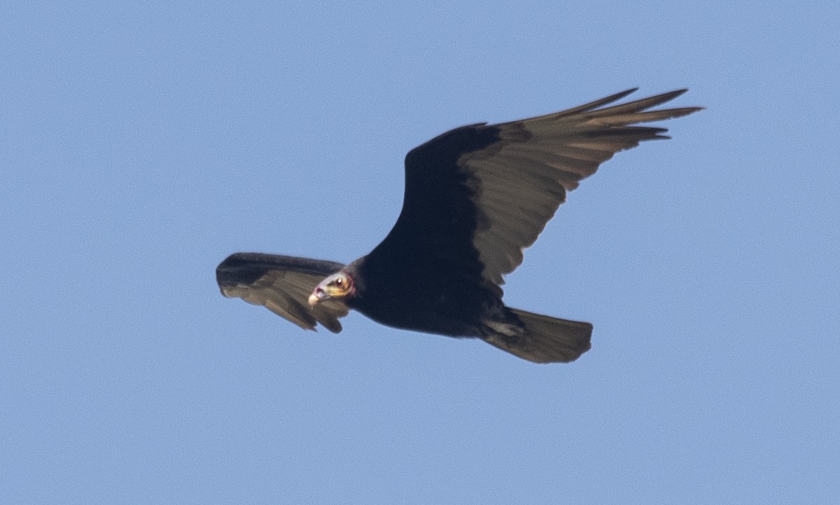 Savannen-Gelbkopfgeier - ML646425481