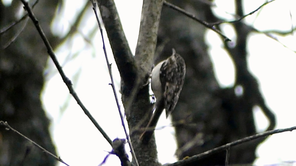 Amerikabaumläufer - ML646425482