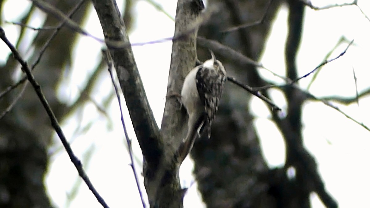 Amerikabaumläufer - ML646425483