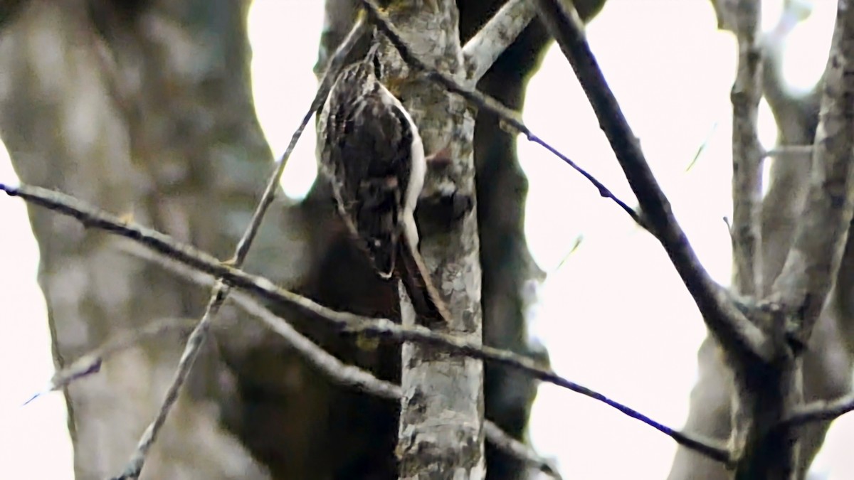 Amerikabaumläufer - ML646425484