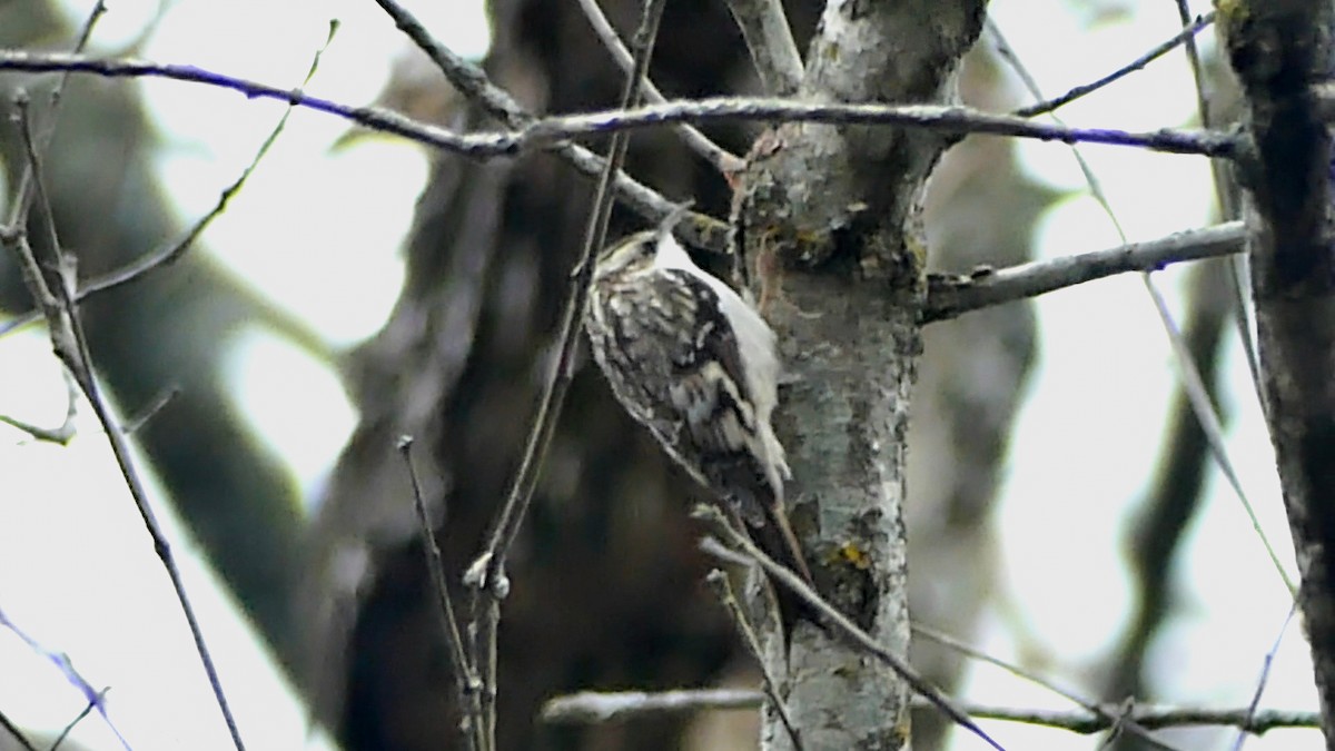 Amerikabaumläufer - ML646425485